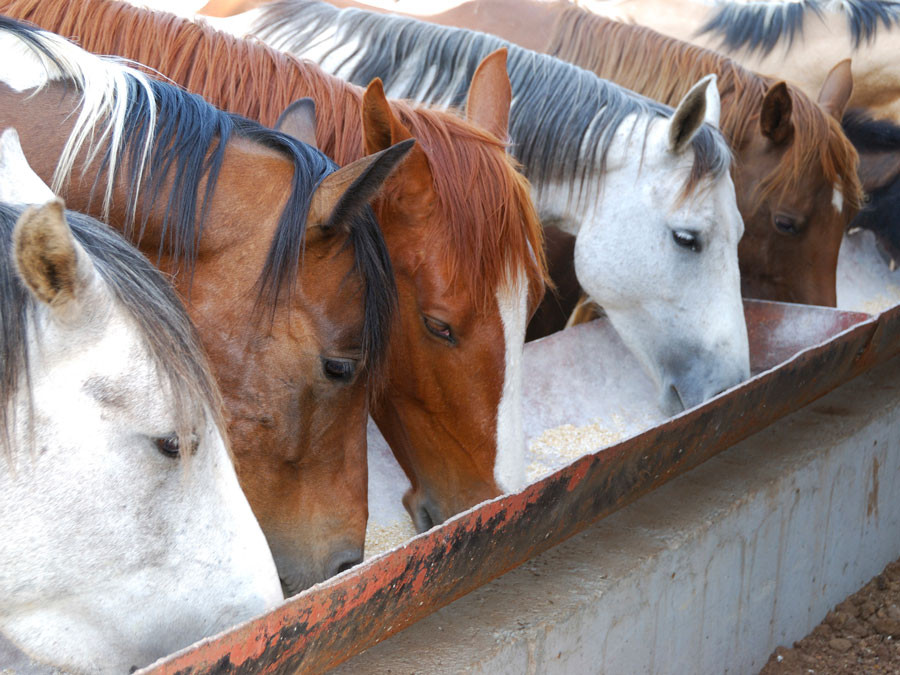 article-cuantas-veces-debe-comer-un-caballo-al-dia-57dfb920f1320.jpg