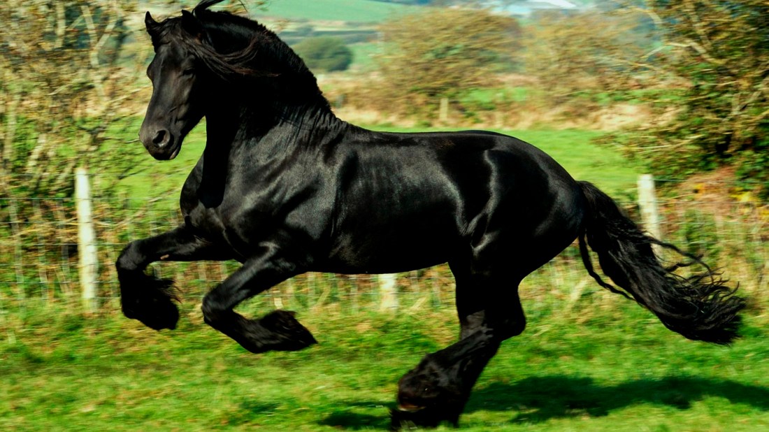 caballo-purasangre-negro-52003e6846b6f.jpg