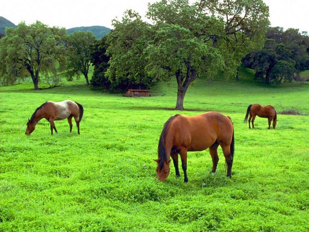 Caballos Comiendo_1024