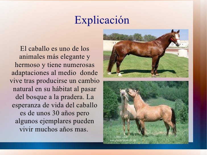 power-de-caballos-2-728